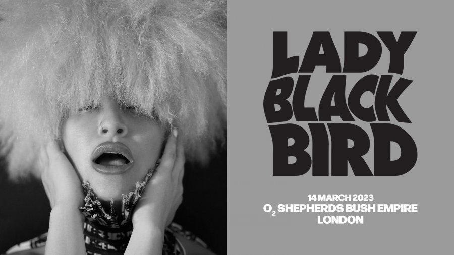 Lady Blackbird at Shepherd